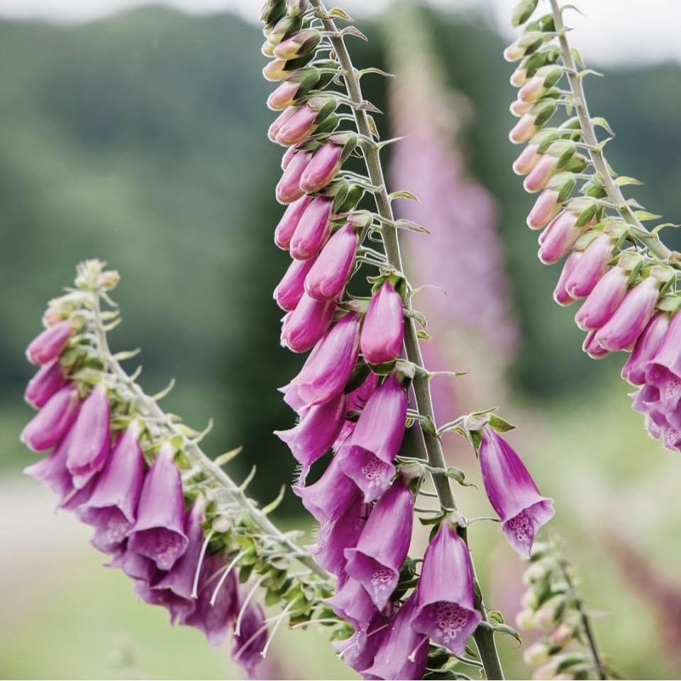 Digitalis Purpurea, Wild Foxglove, Pink, Plug Plants, Bee and Wildlife Friendly, Cottage Garden Cut Flowers