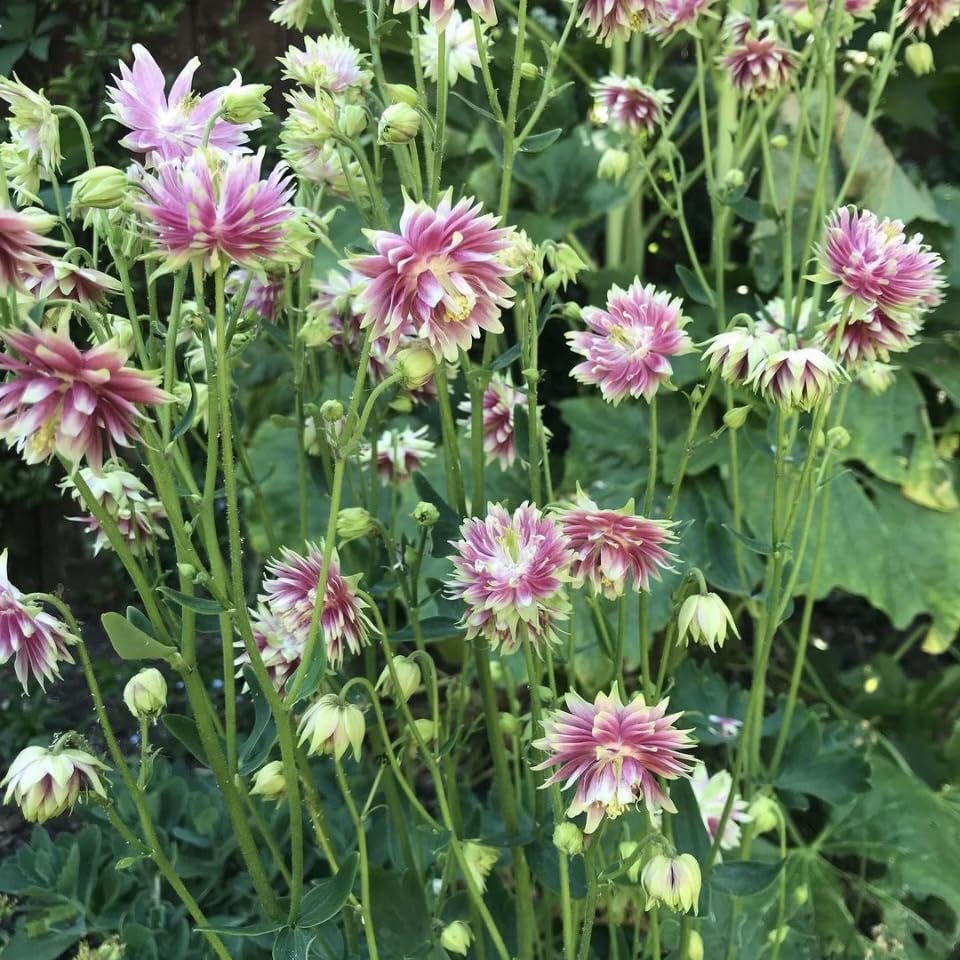 Aquilegia ‘Nora Barlow’, Columbine, Pink, Plug Plants, Bee and Wildlife Friendly, Cottage Garden Cut Flowers