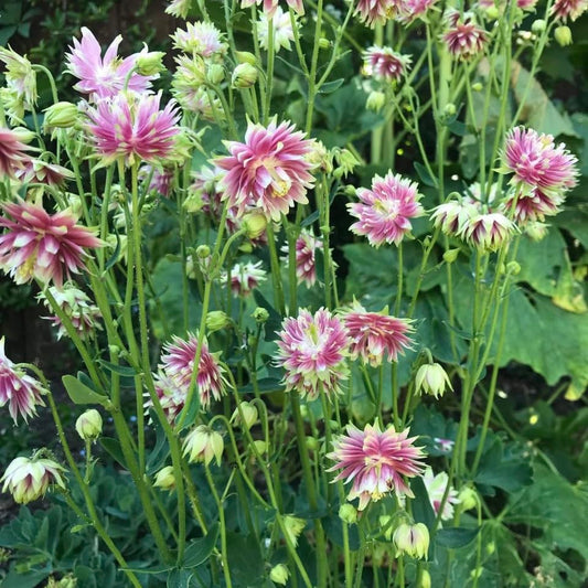 Aquilegia ‘Nora Barlow’, Columbine, Pink, Plug Plants, Bee and Wildlife Friendly, Cottage Garden Cut Flowers