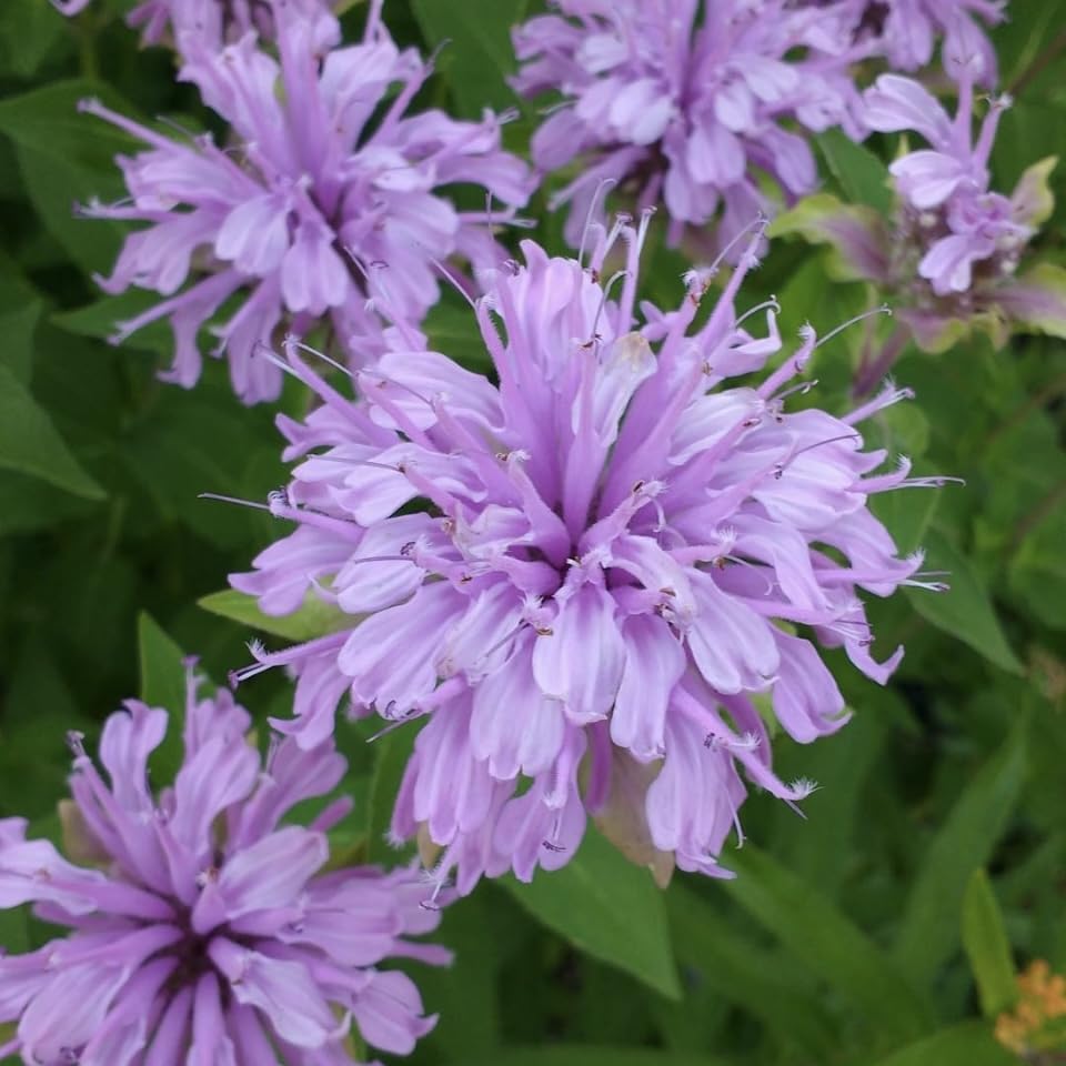 Wild Bergamot, Plug Plants, Lavender Purple, Bee and Wildlife Friendly, Cottage Garden, Cut Flowers