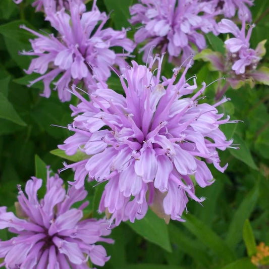 Wild Bergamot, Plug Plants, Lavender Purple, Bee and Wildlife Friendly, Cottage Garden, Cut Flowers