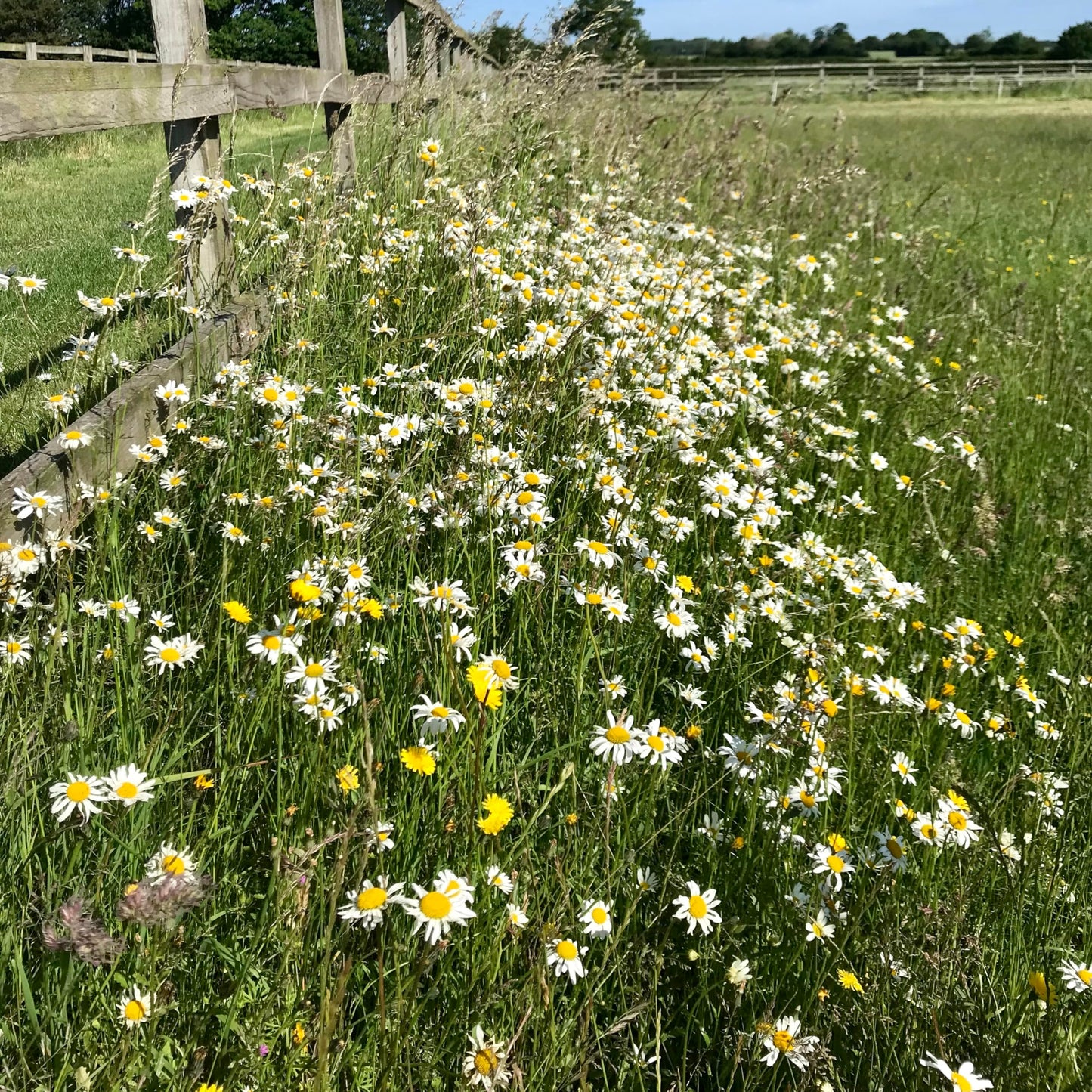 Ox Eye Daisy, Leucanthemum, Plug Plants, Bee and Wildlife Friendly, Cottage Garden, Cut Flowers