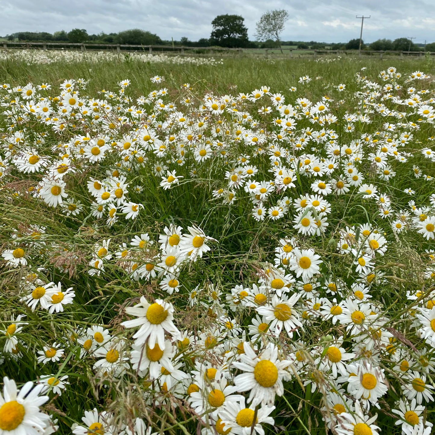 Ox Eye Daisy, Leucanthemum, Plug Plants, Bee and Wildlife Friendly, Cottage Garden, Cut Flowers