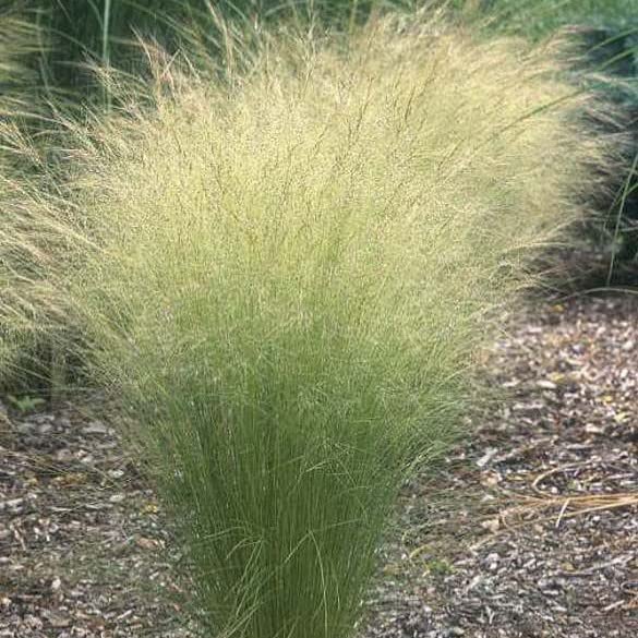 Pony Tails Stipa Tenuissima Ornamental Grass Plug Plant Mexican Feather Grass Nassella Tenuissima