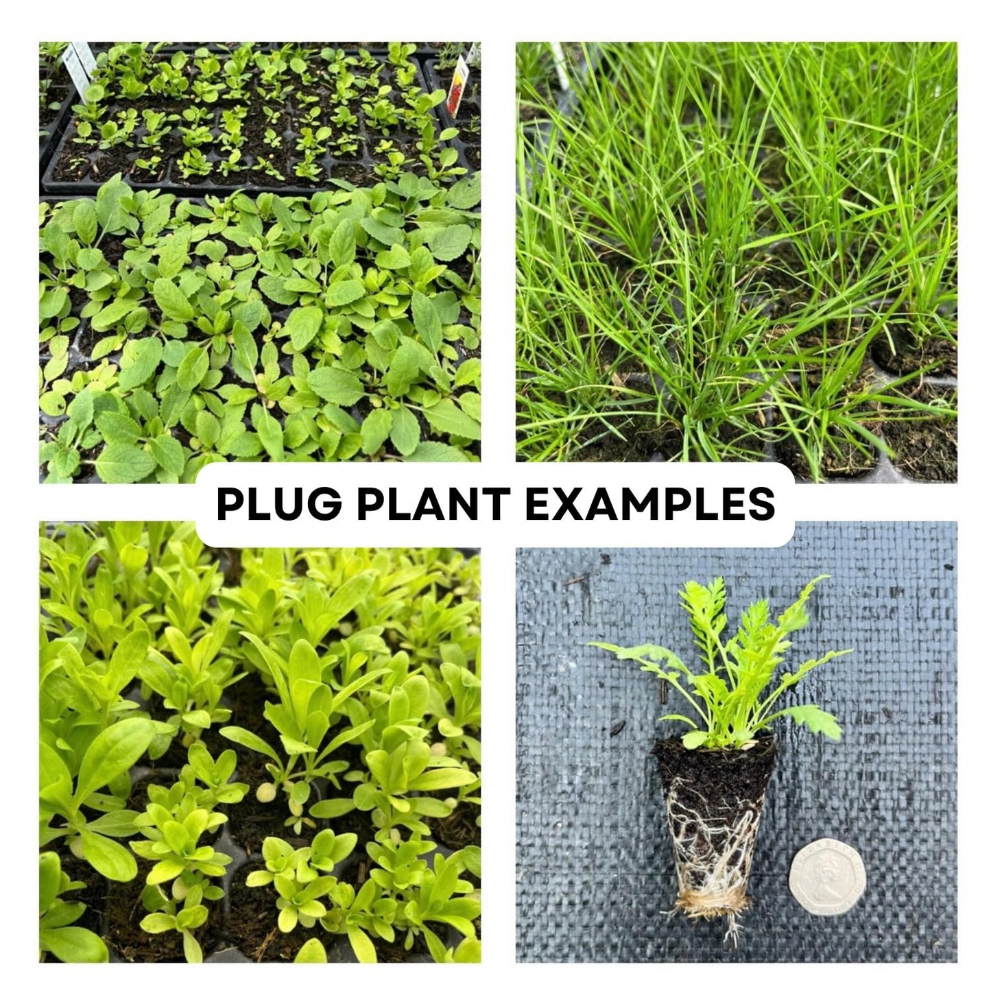 Selection of Ornamental Grass Plug Plants Plantsman's Choice in Peat Free Compost