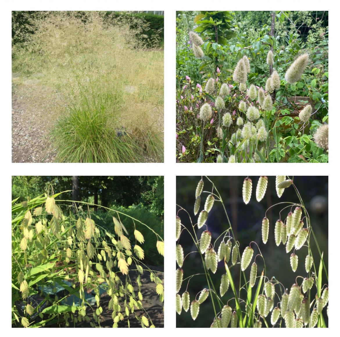 Selection of Ornamental Grass Plug Plants Plantsman's Choice in Peat Free Compost