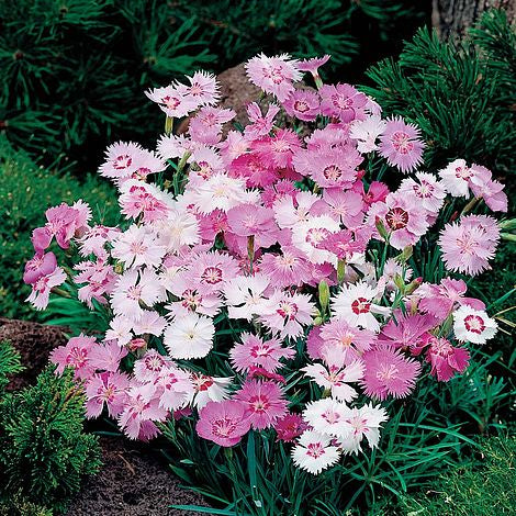 Dianthus Plumarius Sweetness Plug Plants, Pink, Wildlife Friendly, Cottage Garden, Cut Flowers