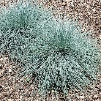 Blue Fescue Festuca Glauca Ornamental Grass Plug Plant In Peat Free Compost