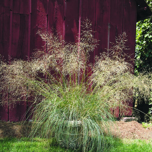 Eragrostis Elliottii Blue Elliot Love Grass Ornamental Grass Plug Plant