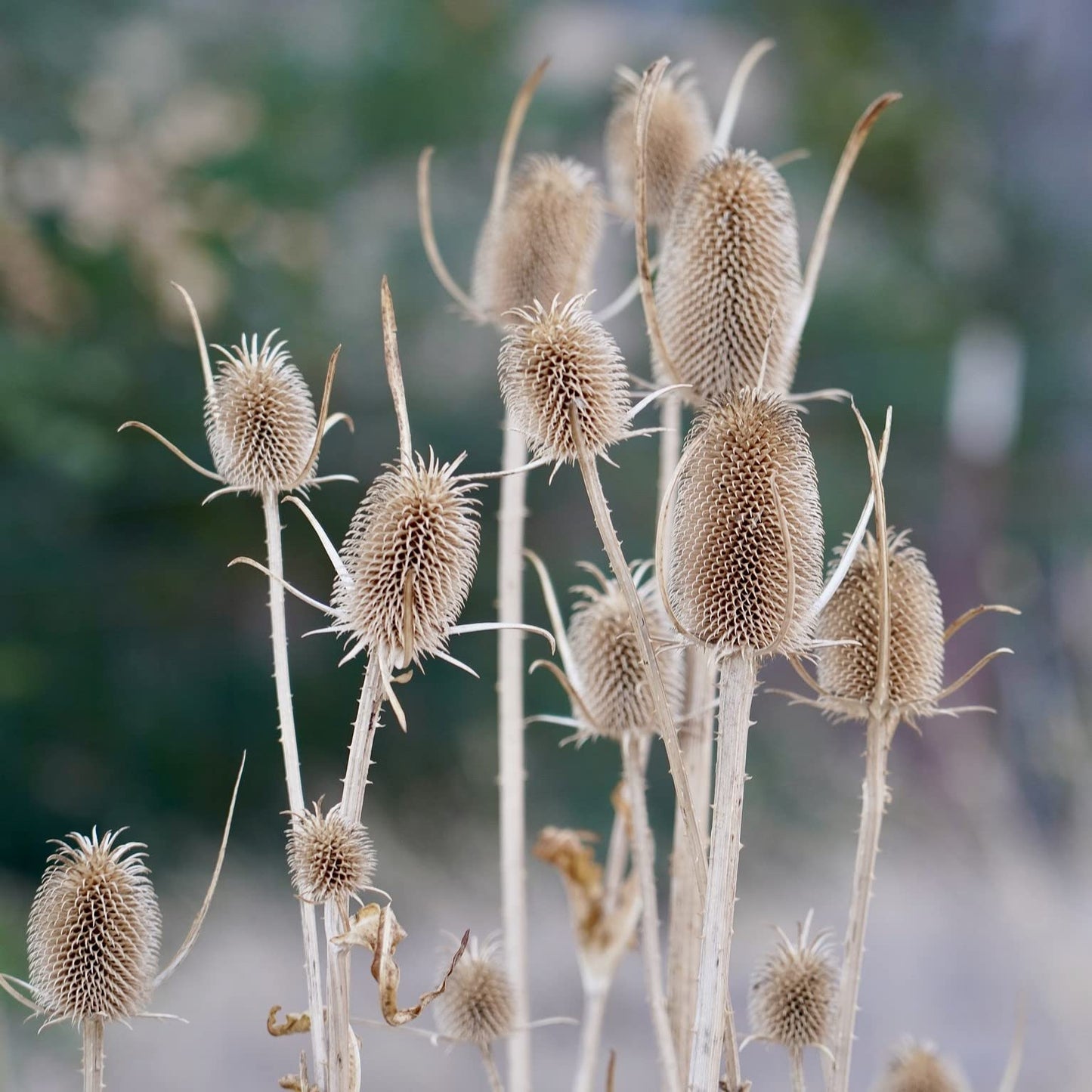 Wild Teasel, Dipsacus Fullonum, Plug Plants, Wildlife Friendly