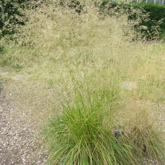 Tufted Hair Grass Ornamental Plug Plants Deschampsia Cespitosa in Peat Free Compost