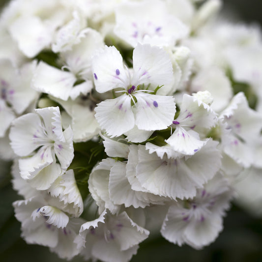 Sweet William Dianthus Barbatus Albus Plug Plants in Peat Free Compost