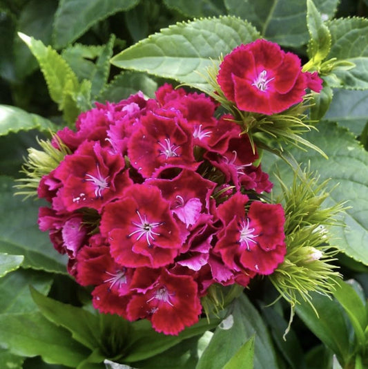 Dianthus Barbatus, Sweet William ‘Scarlet Beauty’, Plug Plants, Red, Wildlife Friendly, Cottage Garden, Cut Flowers