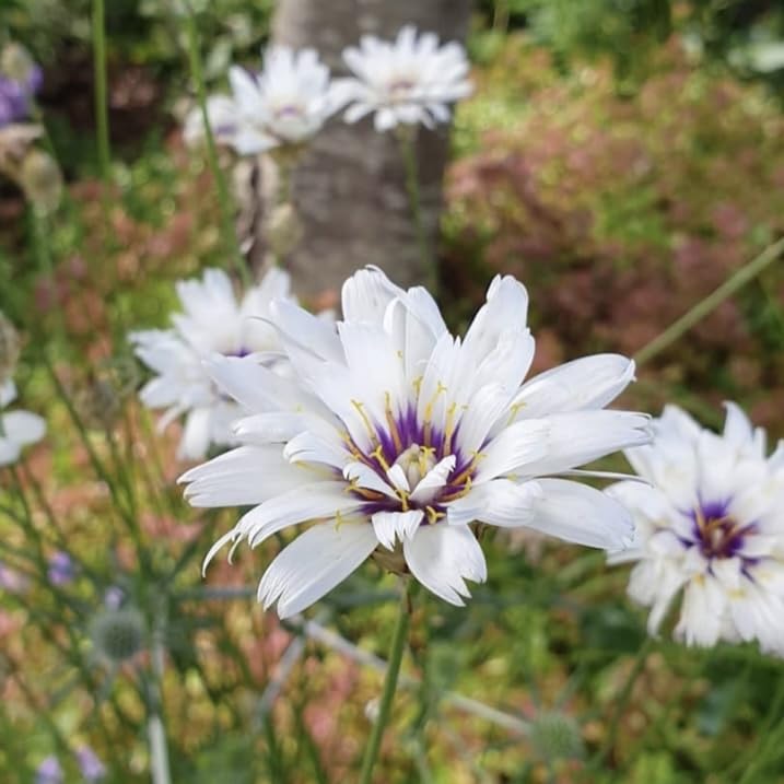 Cupids Dart ‘Armor White’, Catananche, Plug Plants, Bee and Wildlife Friendly, Cottage Garden, Cut Flowers in Peat Free Compost