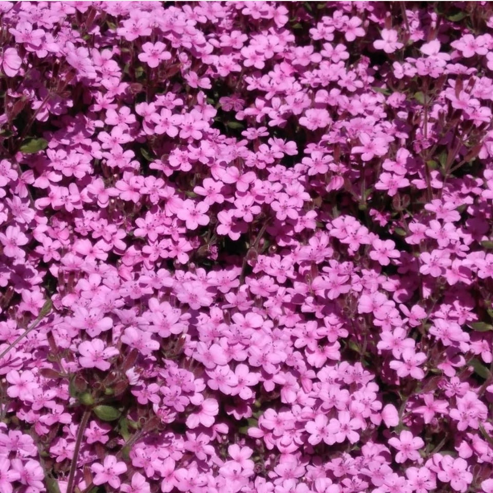 Rock Soapwort, Saponaria OcRock Soapwort, Saponaria Ocymoides, Plug Plants, Pink, Bee and Wildlife Friendly, Cottage Garden, Plug Plants,