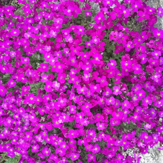 Aubretia Cascade Red, Plug Plants, Bee and Wildlife Friendly, Cottage Garden, Cut Flowers