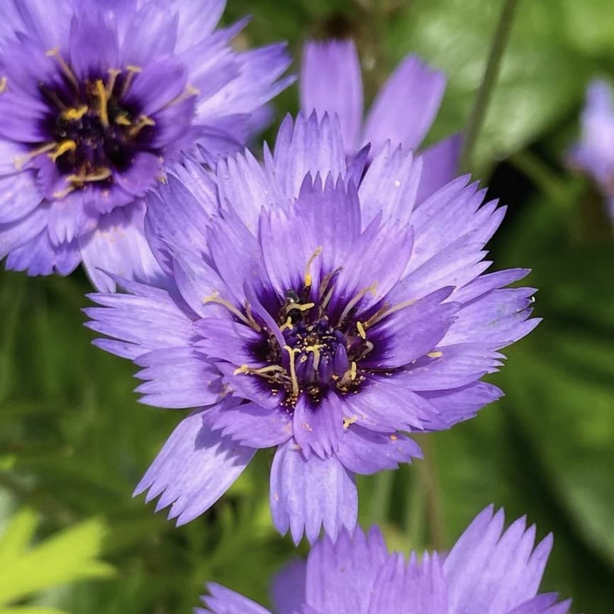 Cupids Dart Blue Catananche Caerulea, Plug Plants, Bee and Wildlife Friendly, Cut Flowers