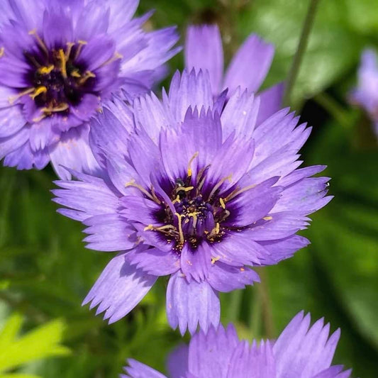 Cupids Dart Blue Catananche Caerulea, Plug Plants, Bee and Wildlife Friendly, Cut Flowers