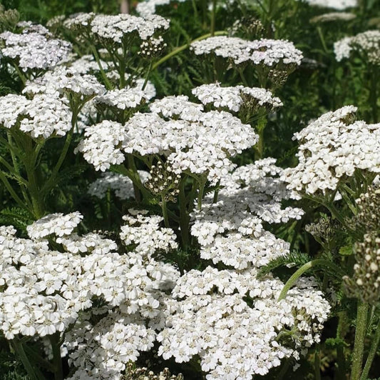 Achillea Summer White, Yarrow, Plug Plants, Bee and Wildlife Friendly, Cottage Garden Cut Flowers