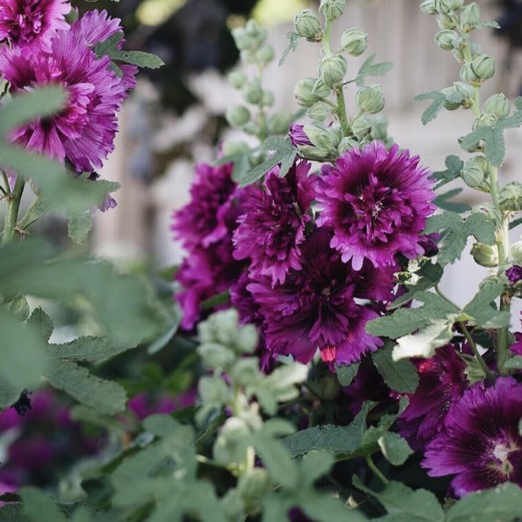 Alcea, Dwarf Hollyhock 'Queeny', Plug Plants, Purple, Bee and Wildlife Friendly, Cottage Garden, Cut Flowers