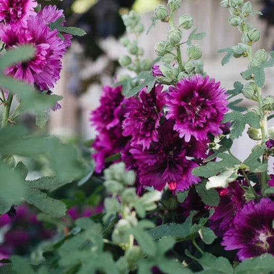 Alcea, Dwarf Hollyhock 'Queeny', Plug Plants, Purple, Bee and Wildlife Friendly, Cottage Garden, Cut Flowers