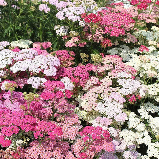 Achillea Millefolium Pastel Mix Yarow Plug Plants, Bee and Wildlife Friendly, Cottage Garden Cut Flowers…