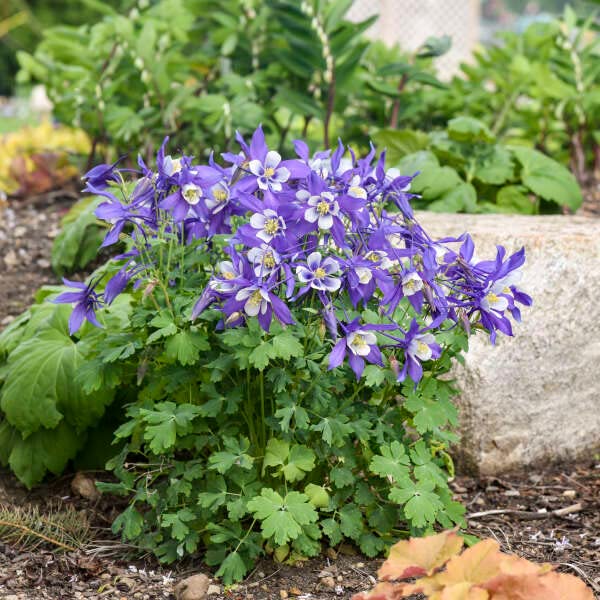 Aquilegia Caerulea, Columbine Blue, Grannys Bonnet, Plug Plants, Bee and Wildlife Friendly, Cottage Garden Cut Flowers