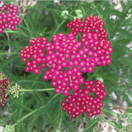 Achillea Cerise Queen, Pink, Yarrow, Plug Plants, Bee and Wildlife Friendly, Cottage Garden Cut Flowers