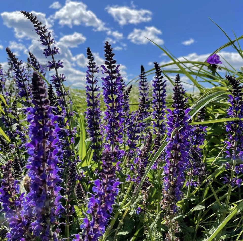 Salvia Nemorosa West Friesland, Plug Plants, Purple, Bee and Wildlife Friendly, Cottage Garden