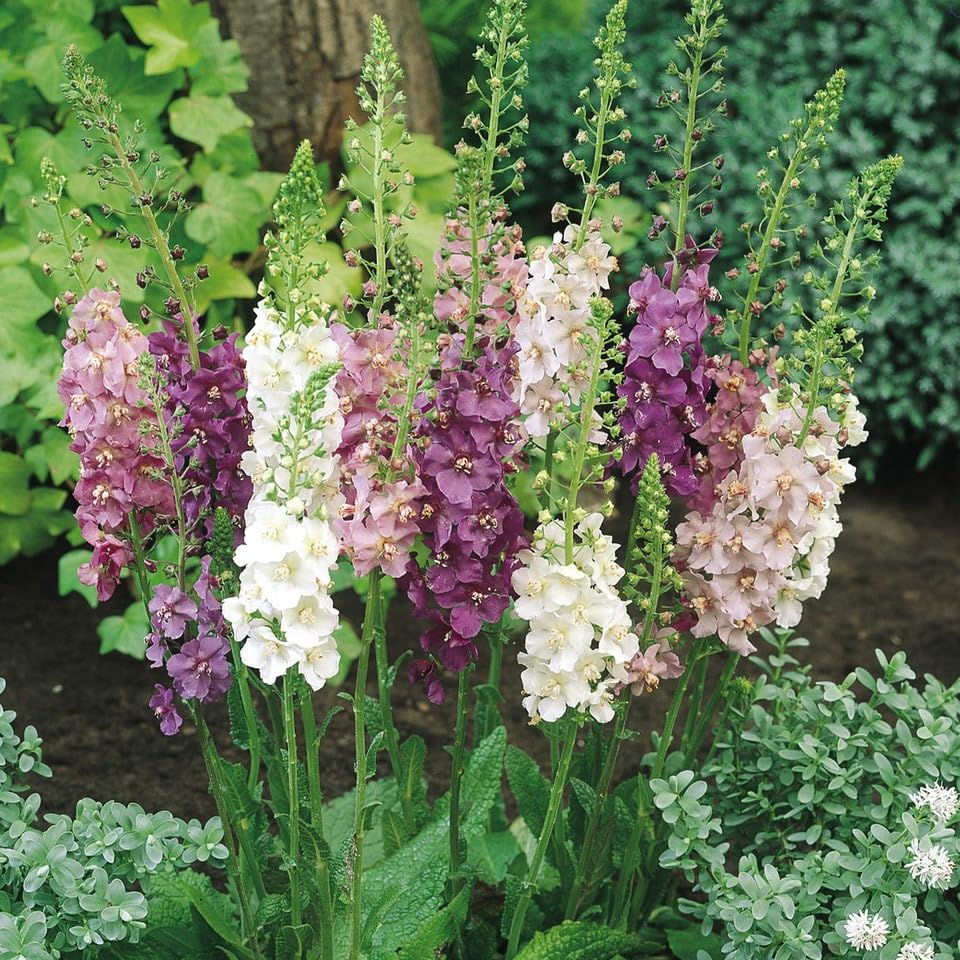 Verbascum Phoeniceum Temptress Mix, Plug Plants, White, Pink, Purple Violet, Wildlife Friendly, Cottage Garden, Cut Flowers