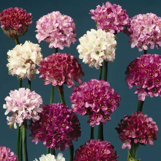 Armeria, Thrift, Lady's Cushion, Large Flower Pink Mix, Plug Plants