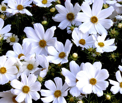 Cosmos Bipinnatus Purity Plug Plants in Peat Free Compost Bee and Wildlife Friendly, Cottage Garden Cut Flowers…