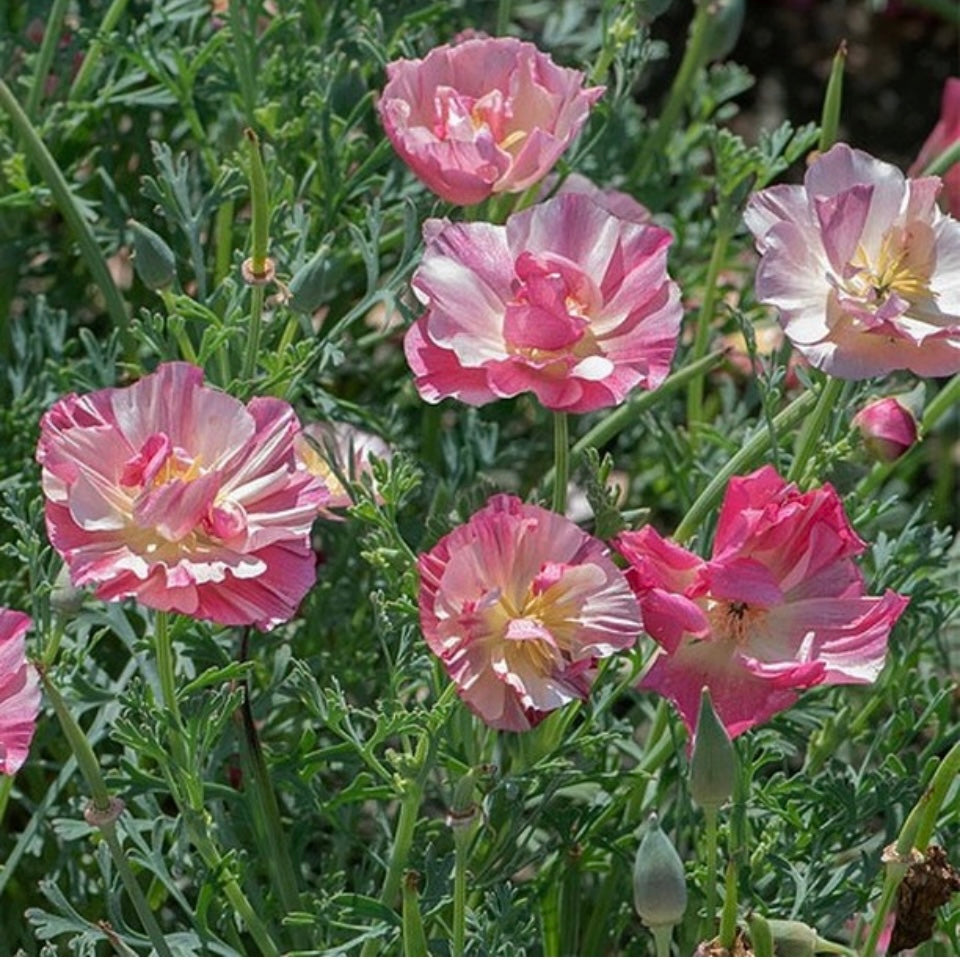 Californian Poppy, Eschscholzia Frilly Fun Appleblossom, Pink Plug Plants, Bee and Wildlife Friendly, Cottage Garden