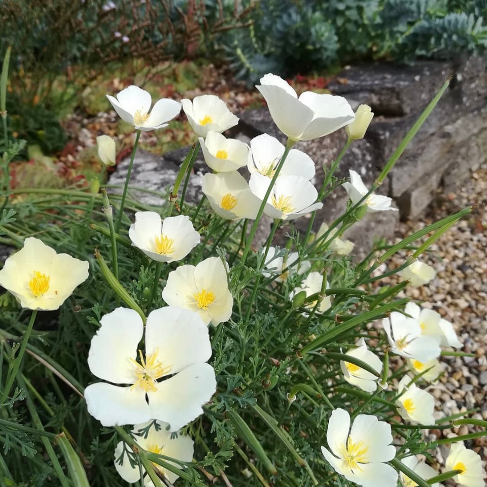 Californian Poppy, Eschscholzia White, Plug Plants, Bee and Wildlife Friendly, Cottage Garden