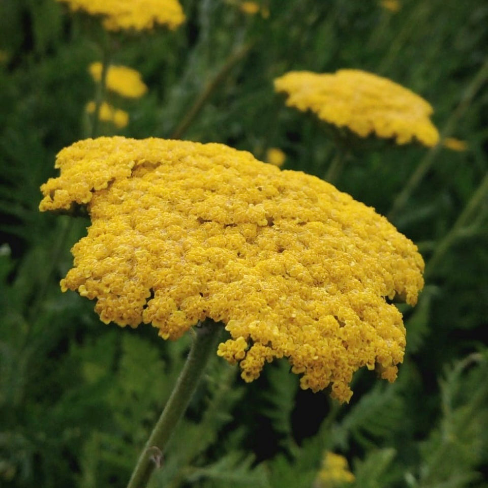 Achillea Cloth Of Gold, Yarrow, Plug Plants, Yellow, Bee and Wildlife Friendly, Cottage Garden