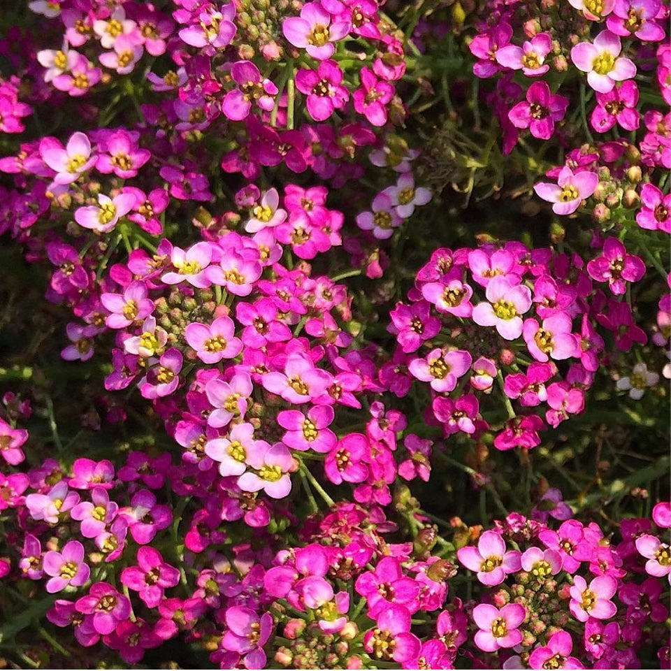 Alyssum Deep Rose, Pink Plug Plants, Bee and Wildlife Friendly, Cottage Garden