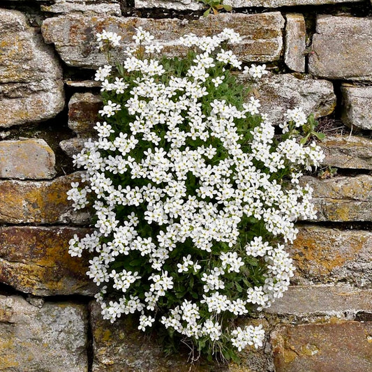 Arabis Rock Cress White, Plug Plants, Wildlife Friendly, Cottage Garden