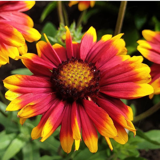 Blanket Flower, Gaillardia Plug Plants, Red, Yellow wildlife Friendly, Cottage Garden