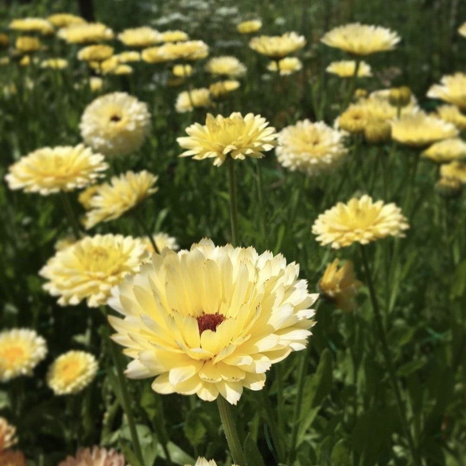 Calendula Marigold Pacific Beauty Cream, Plug Plants, Yellow, Bee and Wildlife Friendly, Cottage Garden, Cut Flowers