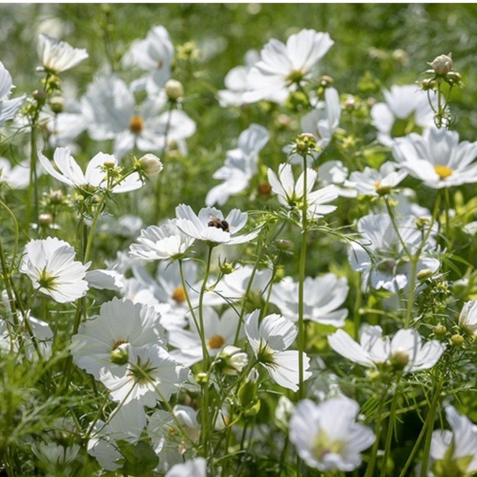 Cosmos Bipinnatus Purity Plug Plants in Peat Free Compost Bee and Wildlife Friendly, Cottage Garden Cut Flowers…