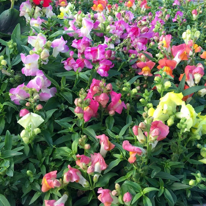 Dwarf Snapdragon Mix, Plug Plants, Antirrhinum, Wildlife Friendly, Cot ...