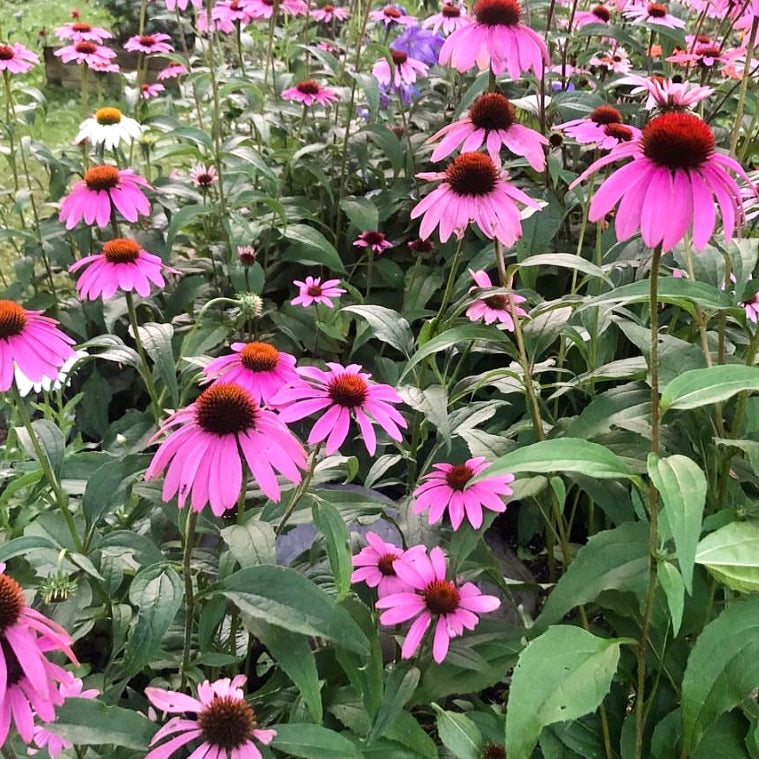 Echinacea Starlight, Coneflower, Pink, Plug Plants, Wildlife Friendly, Cottage Garden, Cut Flowers