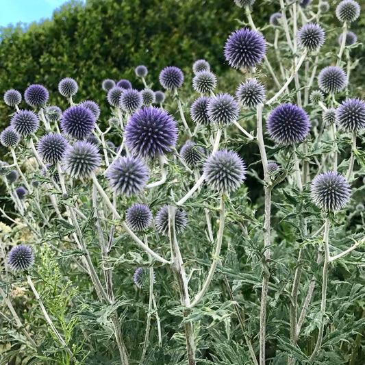 Echinops Ritro Blue, Plug Plants, Red, Wildlife Friendly, Cottage Garden Cut Flowers