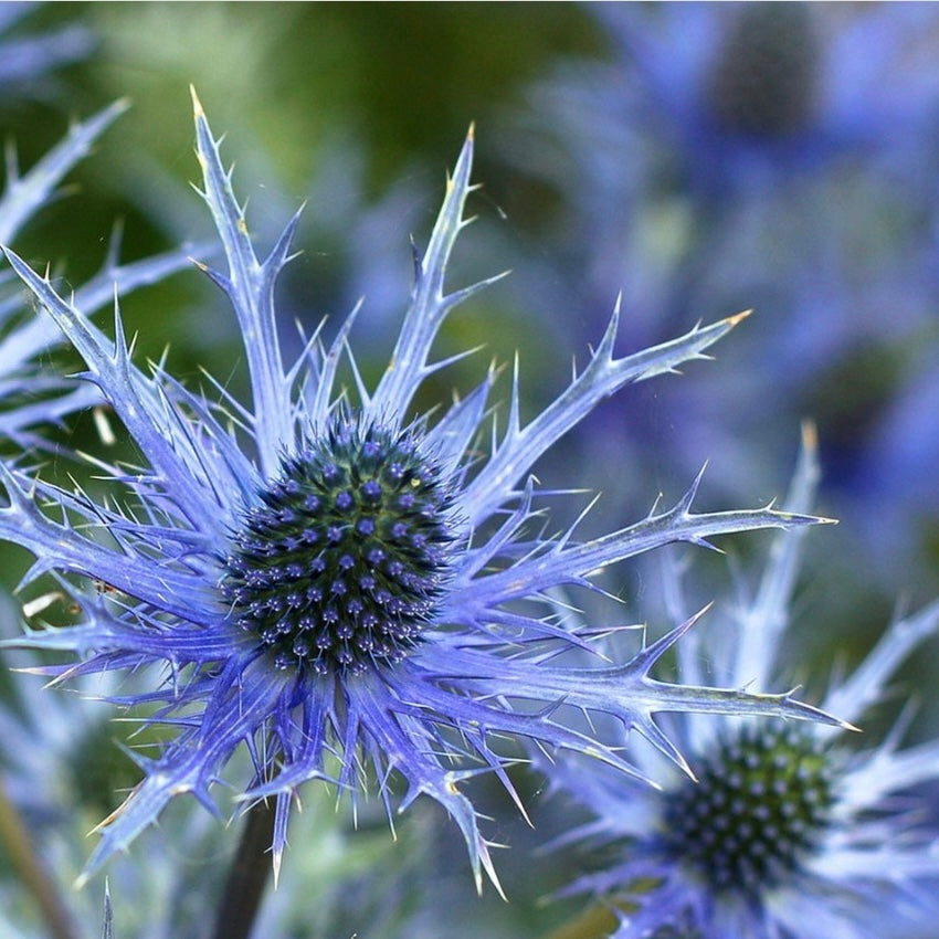 Eryngium Alpinum Blue, Sea Holly, Plug Plants, Bee and Wildlife Friendly, Cottage Garden, Cut Flowers