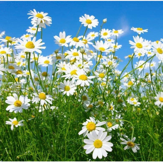 German Chamomile, Plug Plants, White, Wildlife Friendly, Cottage Garden, Cut Flowers