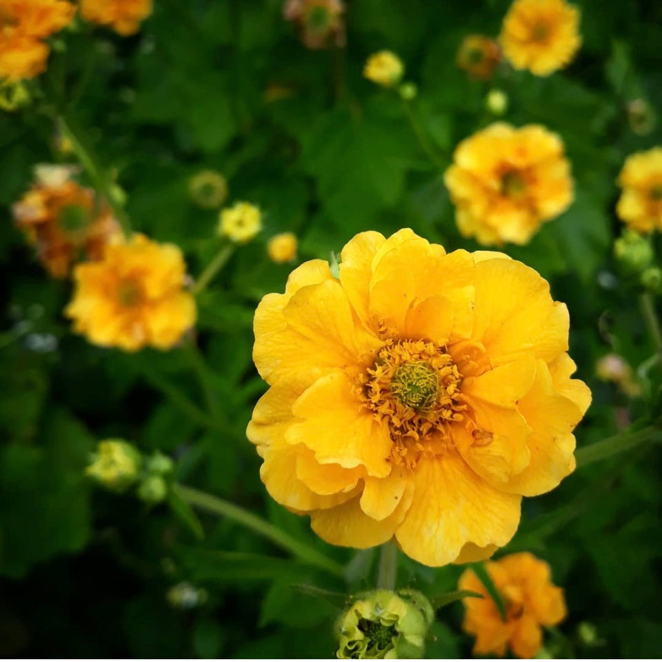 Geum Lady Stratheden, Plug Plants, Yellow, Wildlife Friendly, Cottage Garden, Cut Flowersq