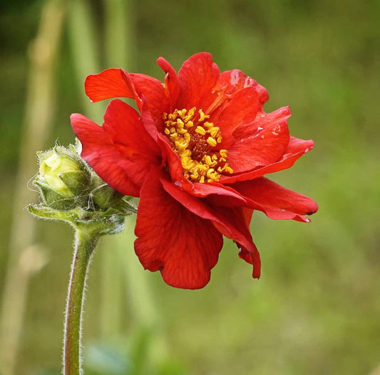 Geum Mrs J Bradshaw, Plug Plants, Scarlet Red, Wildlife Friendly, Cottage Garden, Cut Flowers