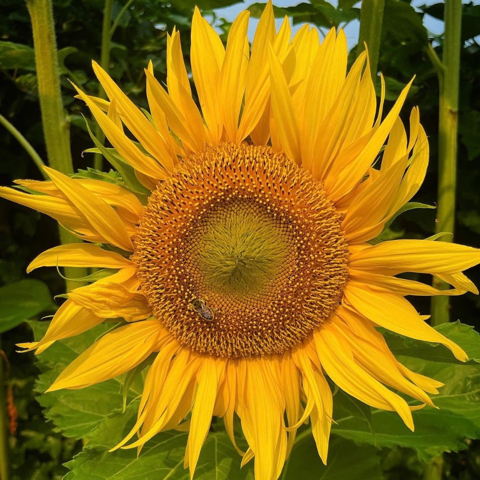 Sunflower, Helianthus Sunspot Dwarf, Plug Plants, Bee and Wildlife Friendly