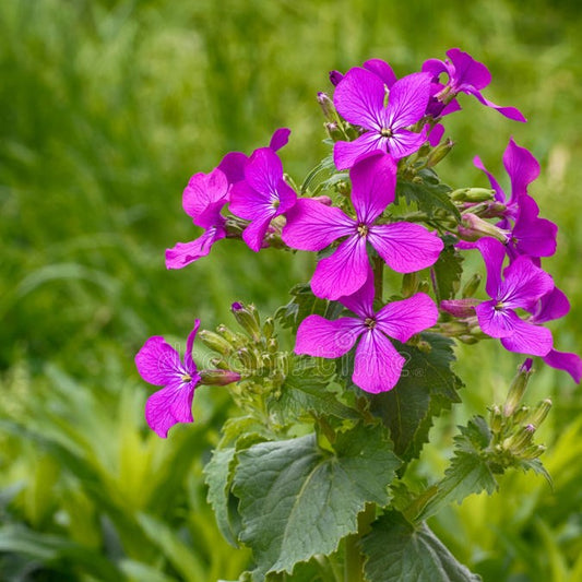 Honesty Purple, Lunaria Annua, Plug Plants, Wildlife Friendly, Dried Flowers, Cottage Garden…