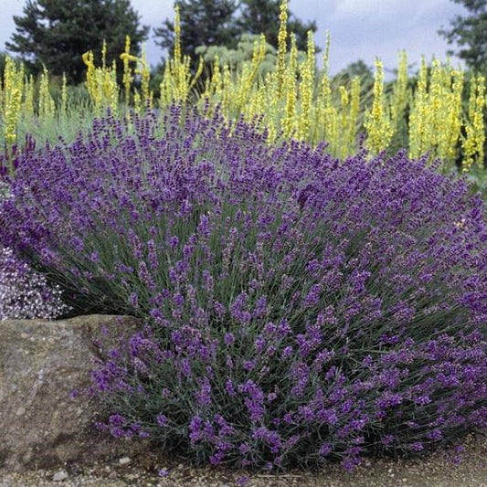 English Lavender Hidcote, Purple, Plug Plants, Wildlife Friendly, Cottage Garden, Cut Flowers